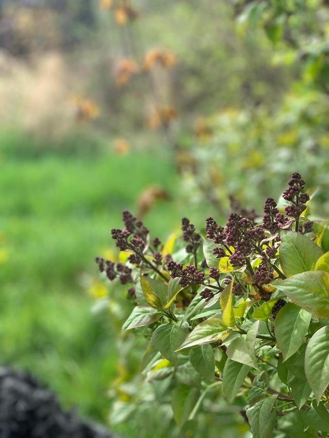 Halltorps Gaestgiveri Bagian luar foto